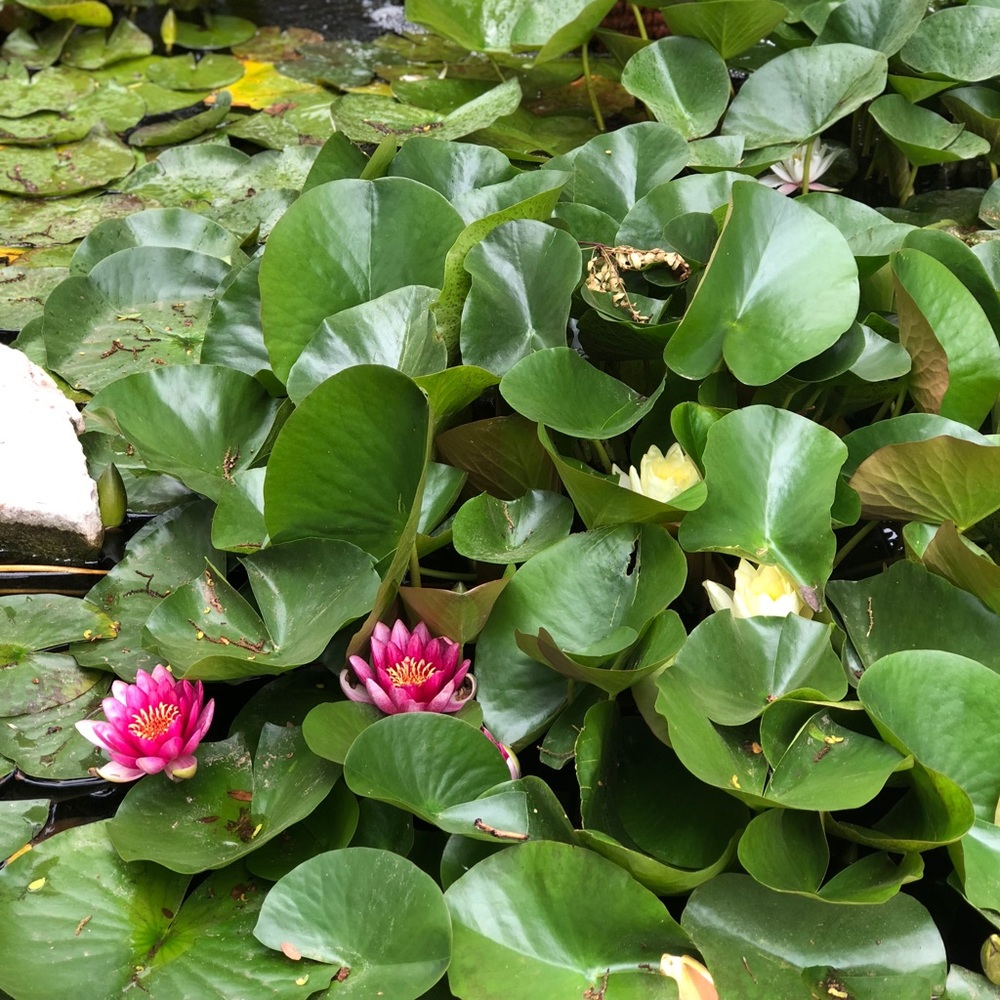 Special Bundle for @donna1616